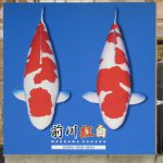 前川紅白の販売店になりました。